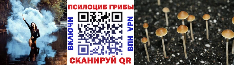 где купить наркоту  Бодайбо  блэк спрут зеркало  Галлюциногенные грибы Cubensis 